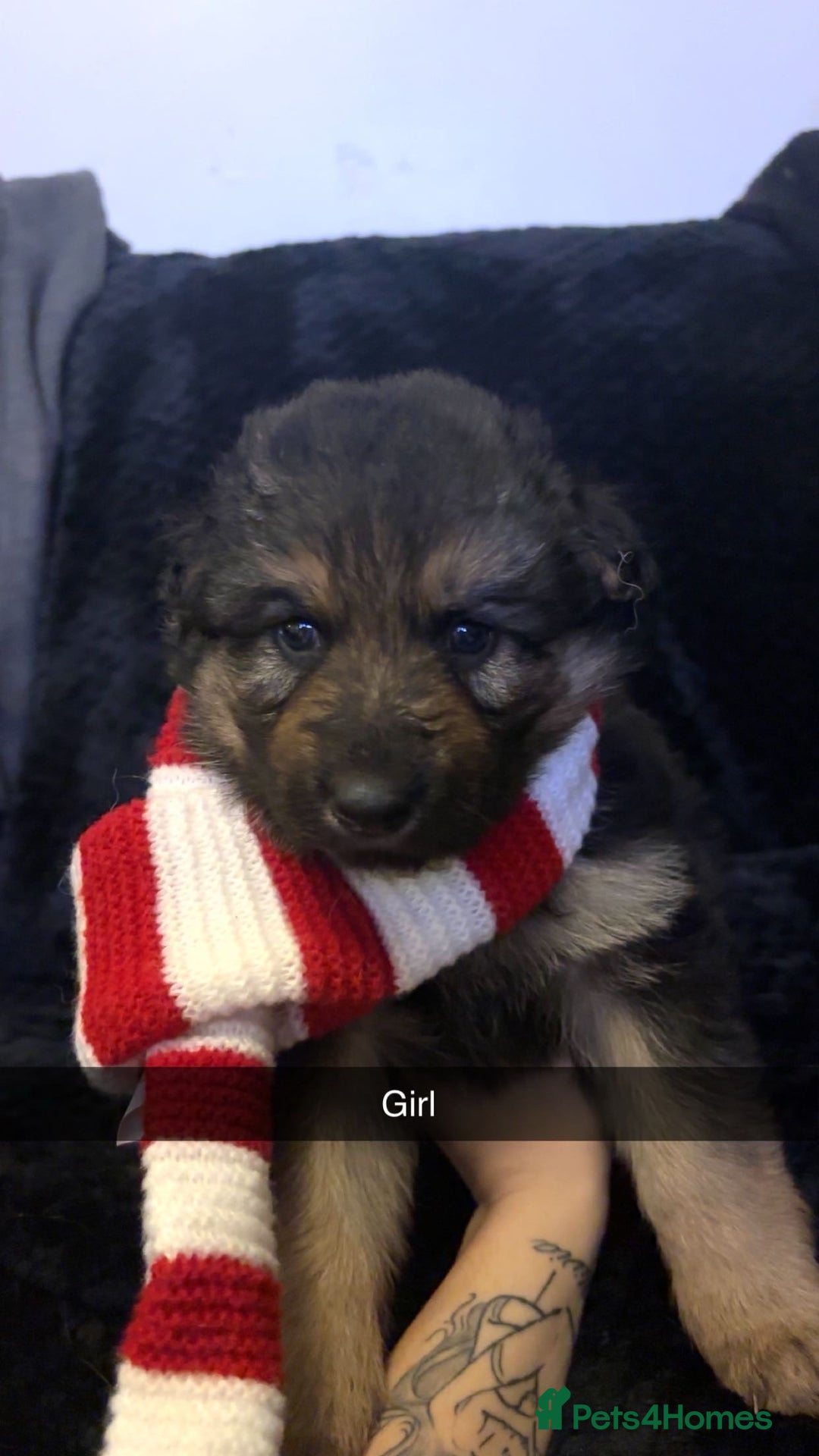 German Shepherd dogs for sale: German shepherd puppies  - Advert 4