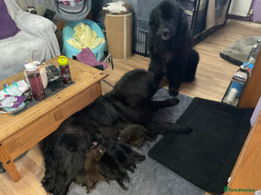 Newfoundland dogs for sale: Newfoundland puppies in Haverfordwest - Advert 1