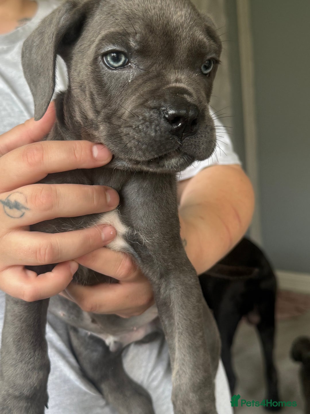 Cane Corso dogs for sale: Beautiful Cane Corso puppies for sale  - Image 26