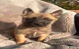 Belgian Shepherd Dog dogs for sale: Dutch Herder Puppies  - Image 20