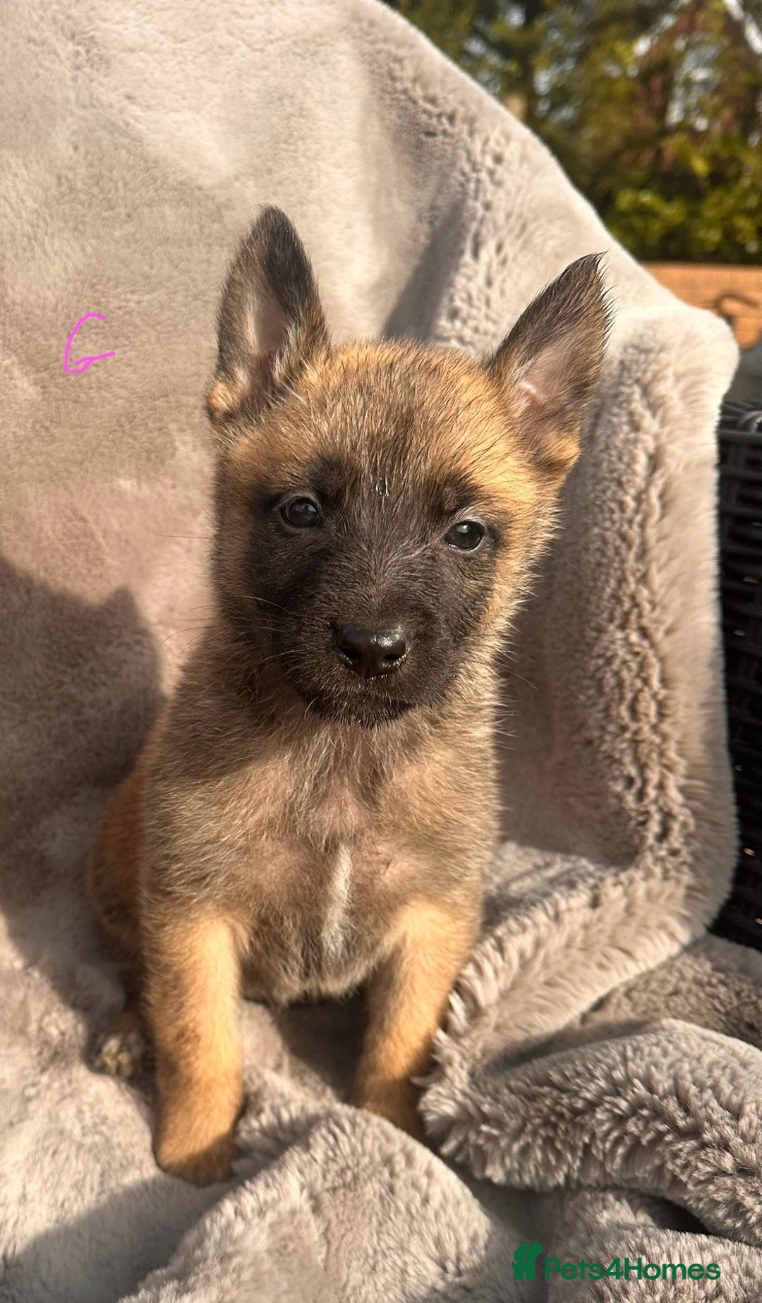 Belgian Shepherd Dog dogs for sale: Dutch Herder Puppies  - Image 20
