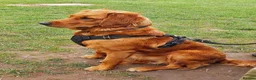Golden Retriever dogs for sale: Fox Red Pedigree Golden Retriever Puppies for sale in Swadlincote - Advert 2