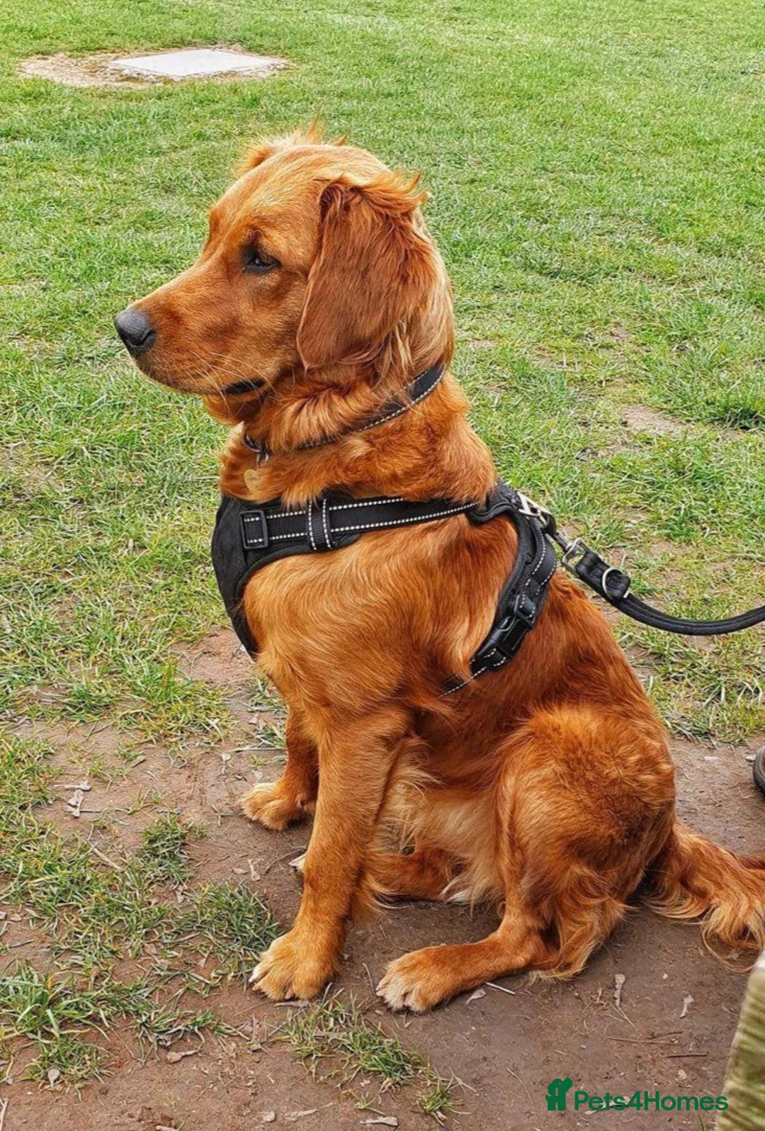 Golden Retriever dogs for sale: Fox Red Pedigree Golden Retriever Puppies for sale in Swadlincote - Advert 2