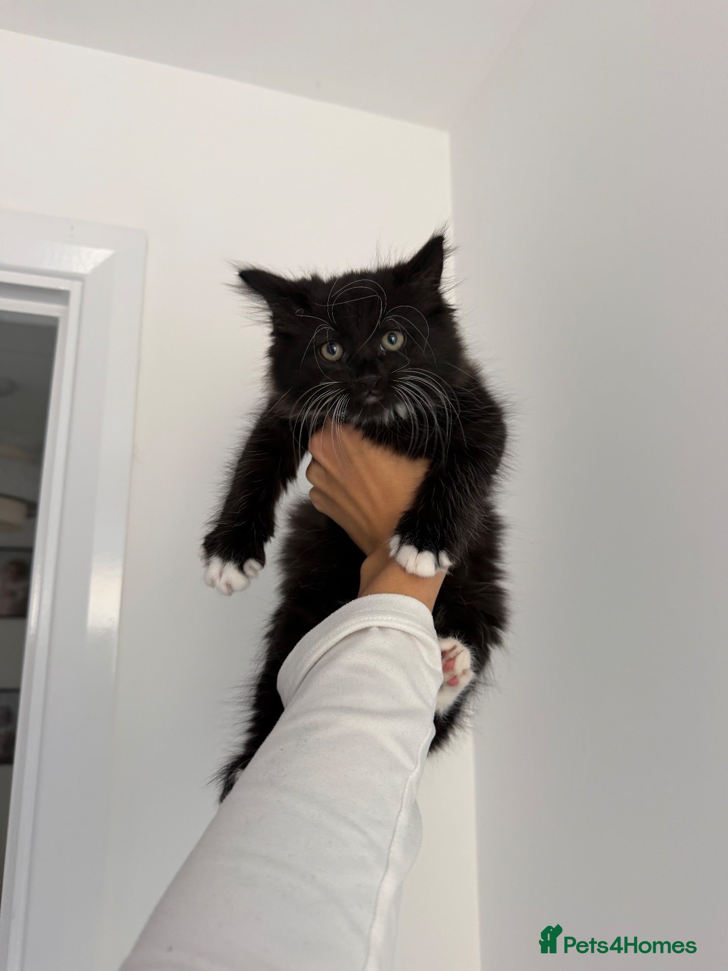 Mixed Breed cats Gorgeous Black & White Kitten - Male - Advert 18
