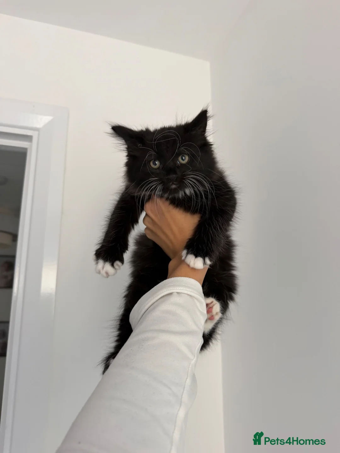 Mixed Breed cats for sale: Gorgeous Black & White Kitten - Male - Advert 1