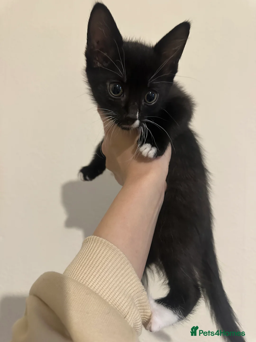 Mixed Breed cats for sale: Hi here is a beautiful kittens  - Advert 6