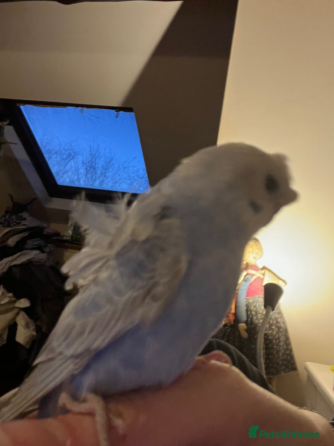 Budgerigars birds for sale: Rare female and male Hagoromo/helicopter budgies - Advert 2