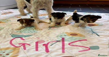 Fox Terrier dogs ⭐️ Licensed Breeder ⭐️ KC Wire Fox Terrier pups  - Advert 2