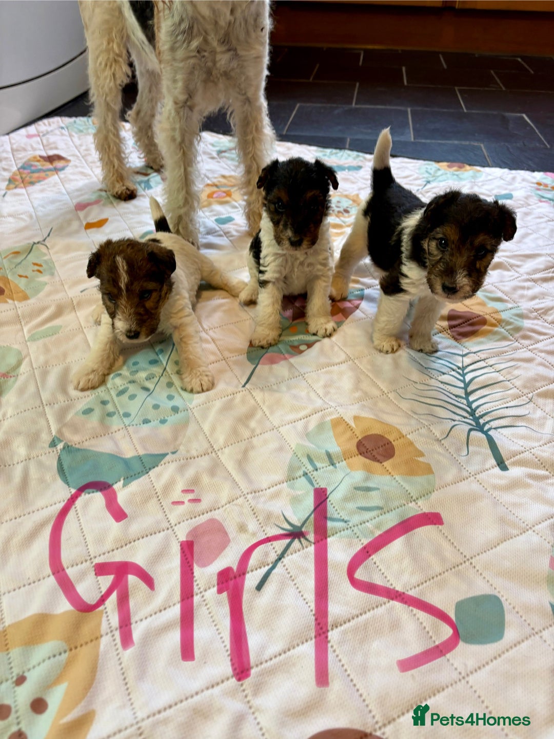 Fox Terrier dogs for sale: ⭐️ Licensed Breeder ⭐️ KC Wire Fox Terrier pups  - Advert 3
