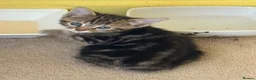 Mixed Breed cats for sale: 1 boy kitten left - Advert 7