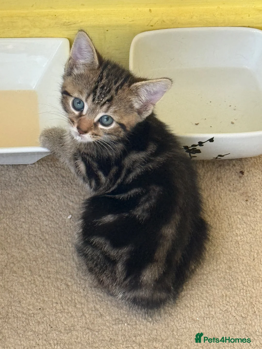 Mixed Breed cats for sale: 1 boy kitten left - Advert 7
