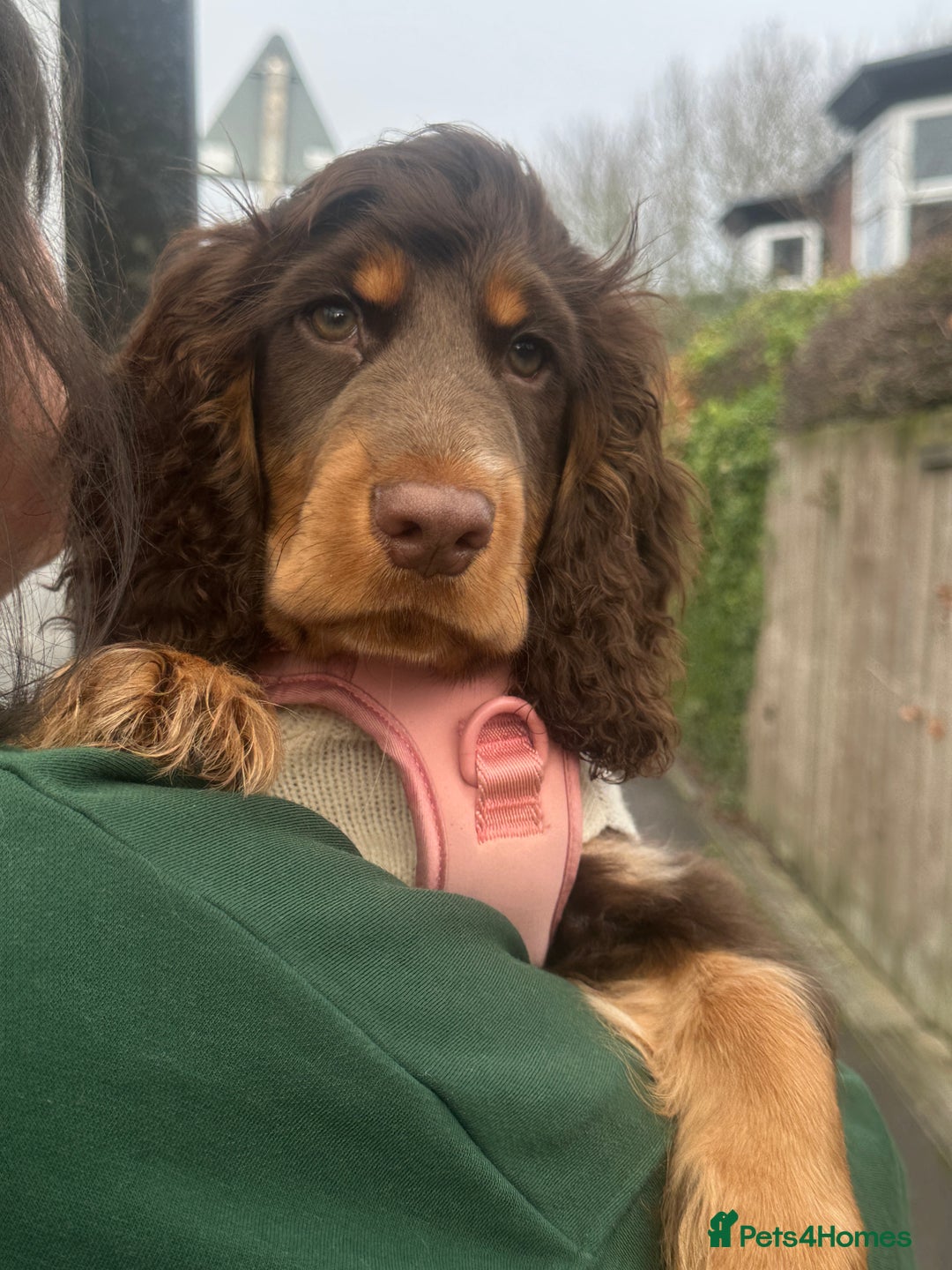 Cocker Spaniel dogs for sale: Beautiful cocker spaniel boy - Show x Working Type - Advert 5
