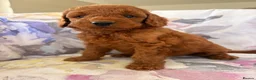 Labradoodle dogs for sale: LICENSED BREEDER F2b miniature labradoodles - Advert 10