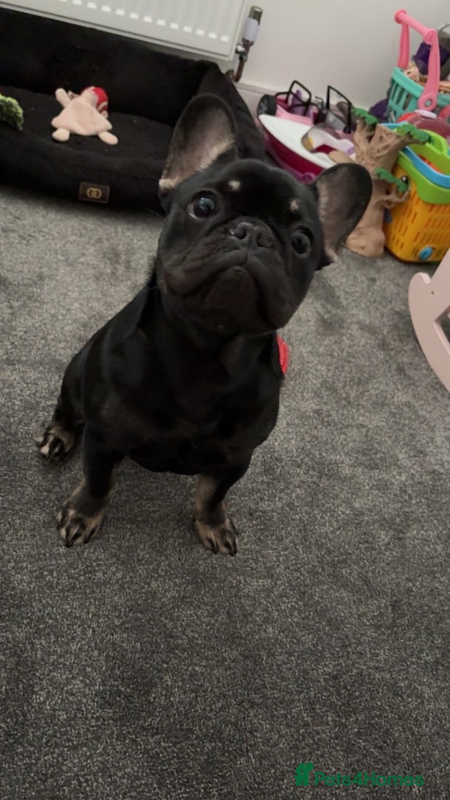 French Bulldog dogs For sale  - Advert 6