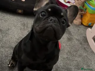 French Bulldog dogs For sale - Advert 6