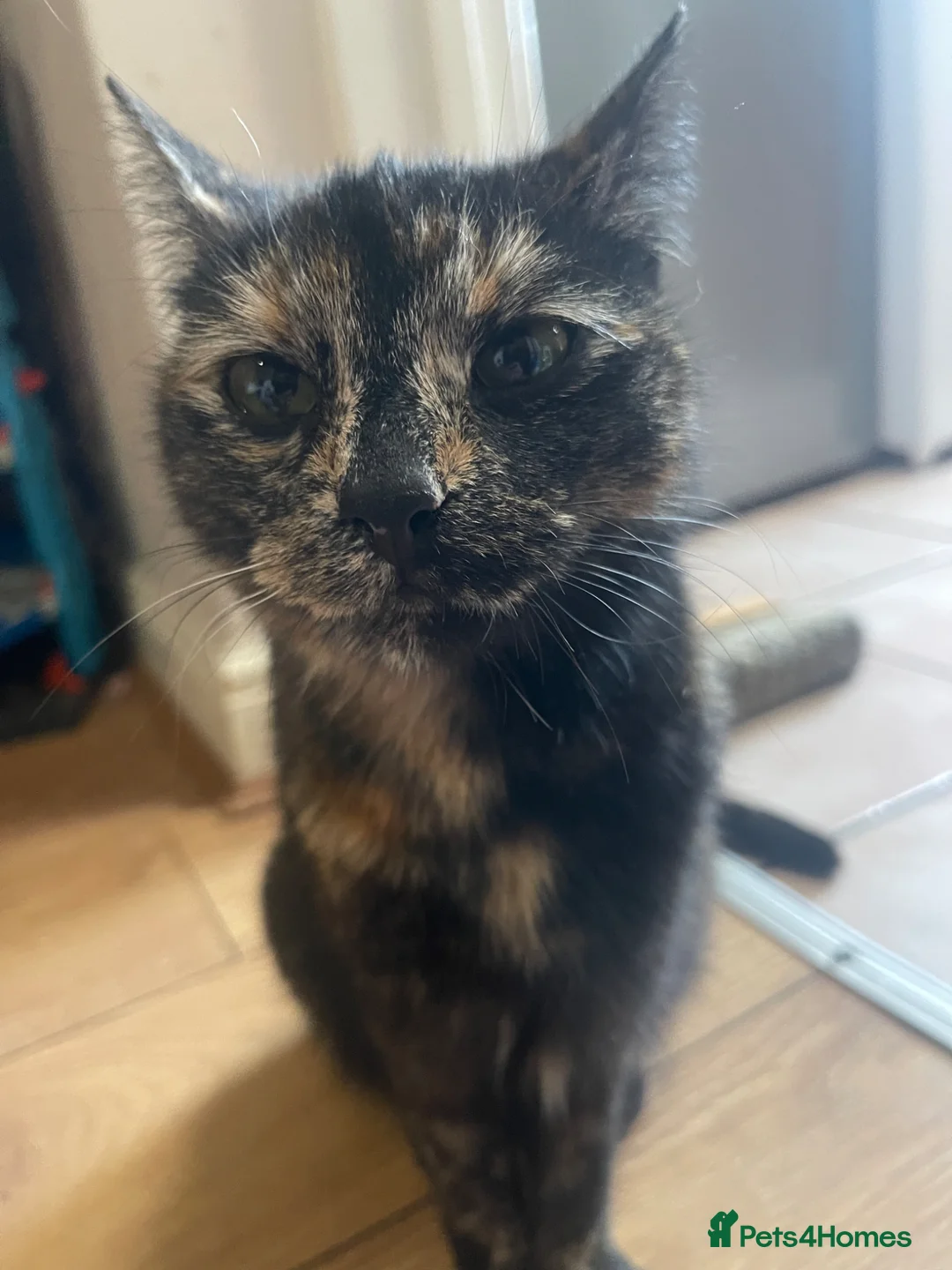 Mixed Breed cats for sale: KITTENS FOR SALE - Advert 2
