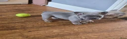 French Bulldog dogs for sale: 2 beautiful French bulldogs - Advert 6