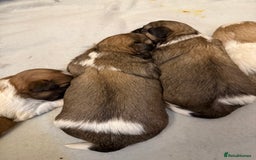 Mixed Breed dogs for sale: Teddy Bear Puppies - Advert 3