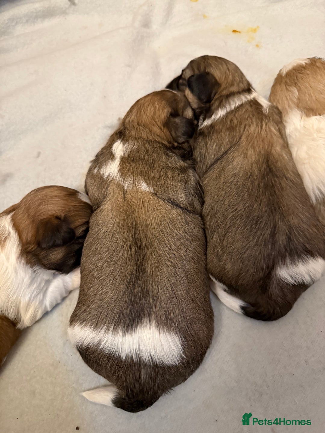 Mixed Breed dogs for sale: Teddy Bear Puppies - Advert 3