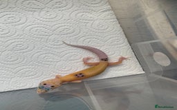 Leopard Gecko reptiles for sale: Leopard gecko babies cb25 - Image 8
