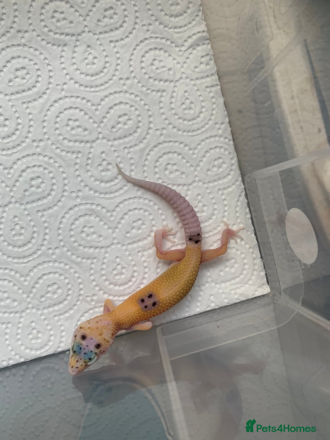 Leopard Gecko reptiles for sale: Leopard gecko babies cb25 - Image 8