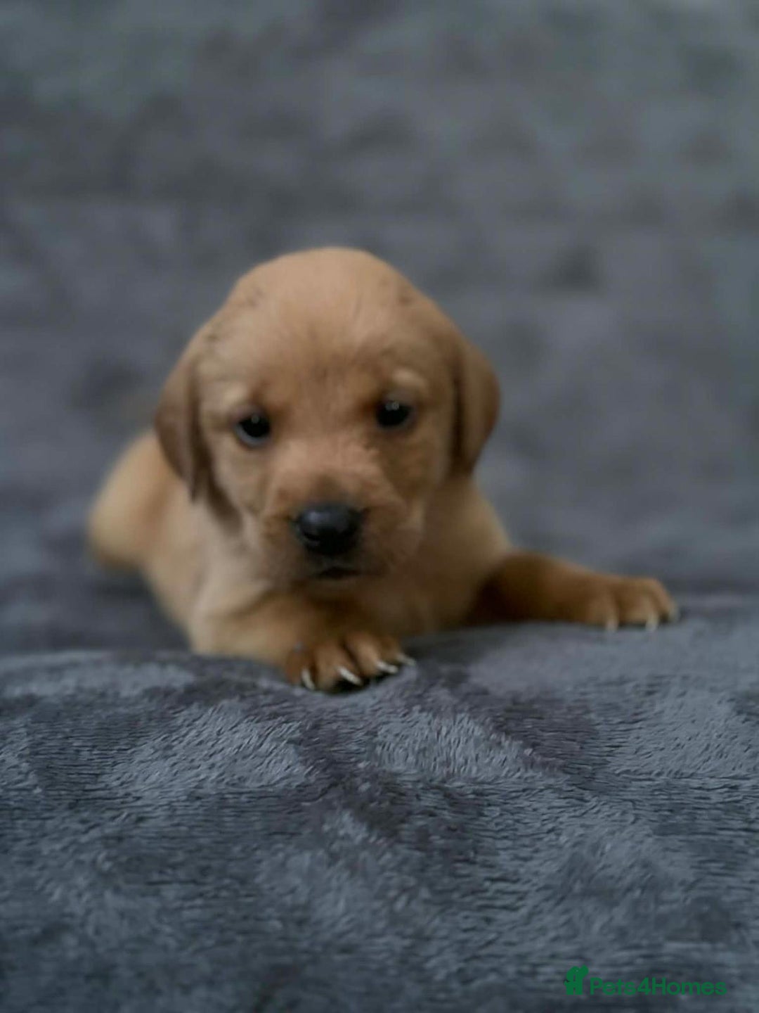 Labrador Retriever dogs for sale: 🏡 Labrador puppies 🐶 - Advert 8