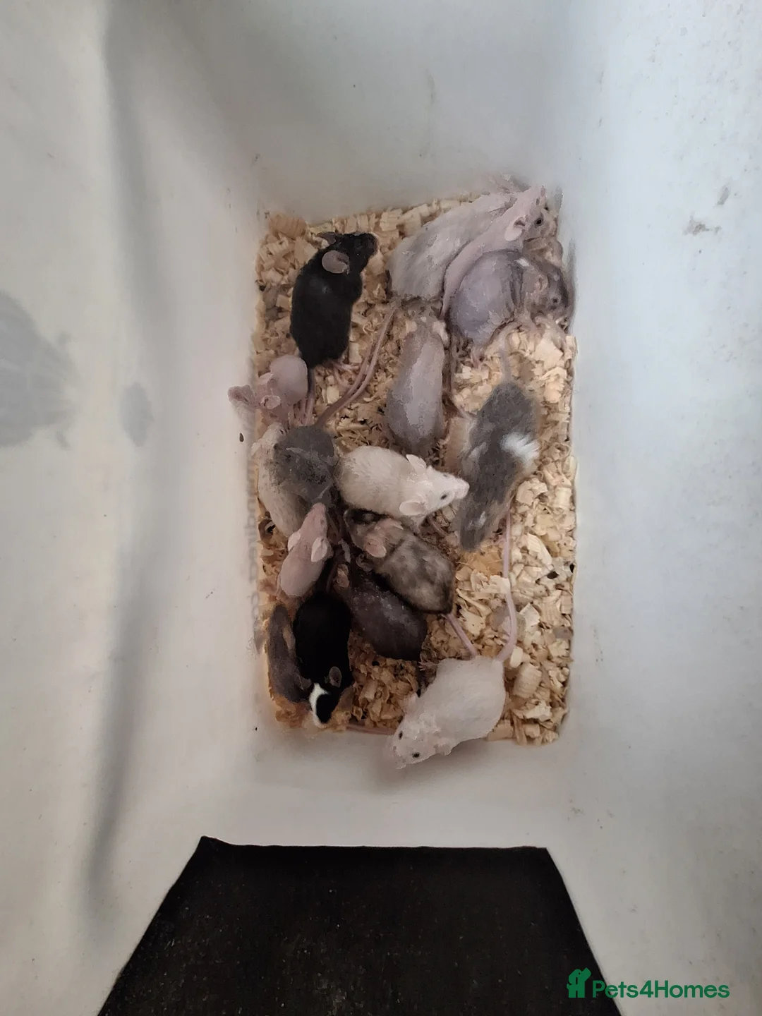 Mouse rodents for sale: Fancy pet mice for sale  - Advert 2