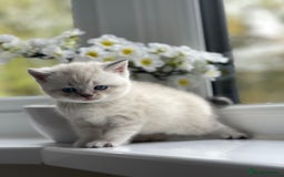 British Shorthair cats for sale: British Shorthair colour point kittens white  - Image 12