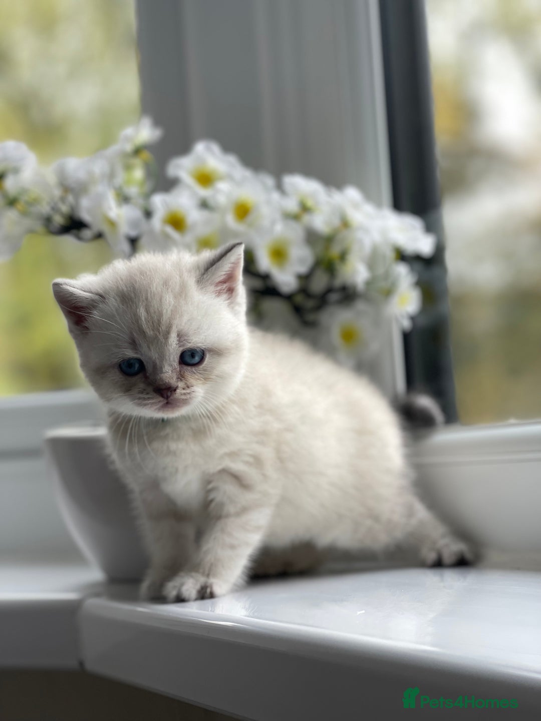 British Shorthair cats for sale: British Shorthair colour point kittens white  - Image 12