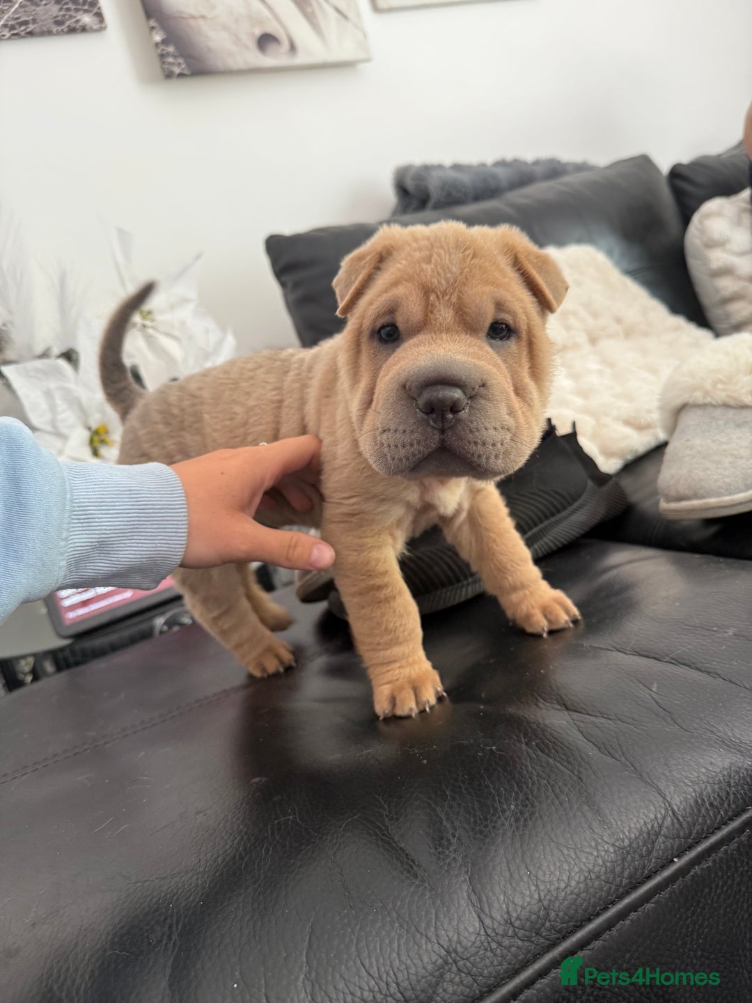 Ori Pei Mini Shar Pei Breeders Pei Mix Chinese Shar Pei Puppy