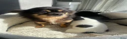 Chihuahua dogs for sale: Tiny chihuahua puppies  - Advert 1