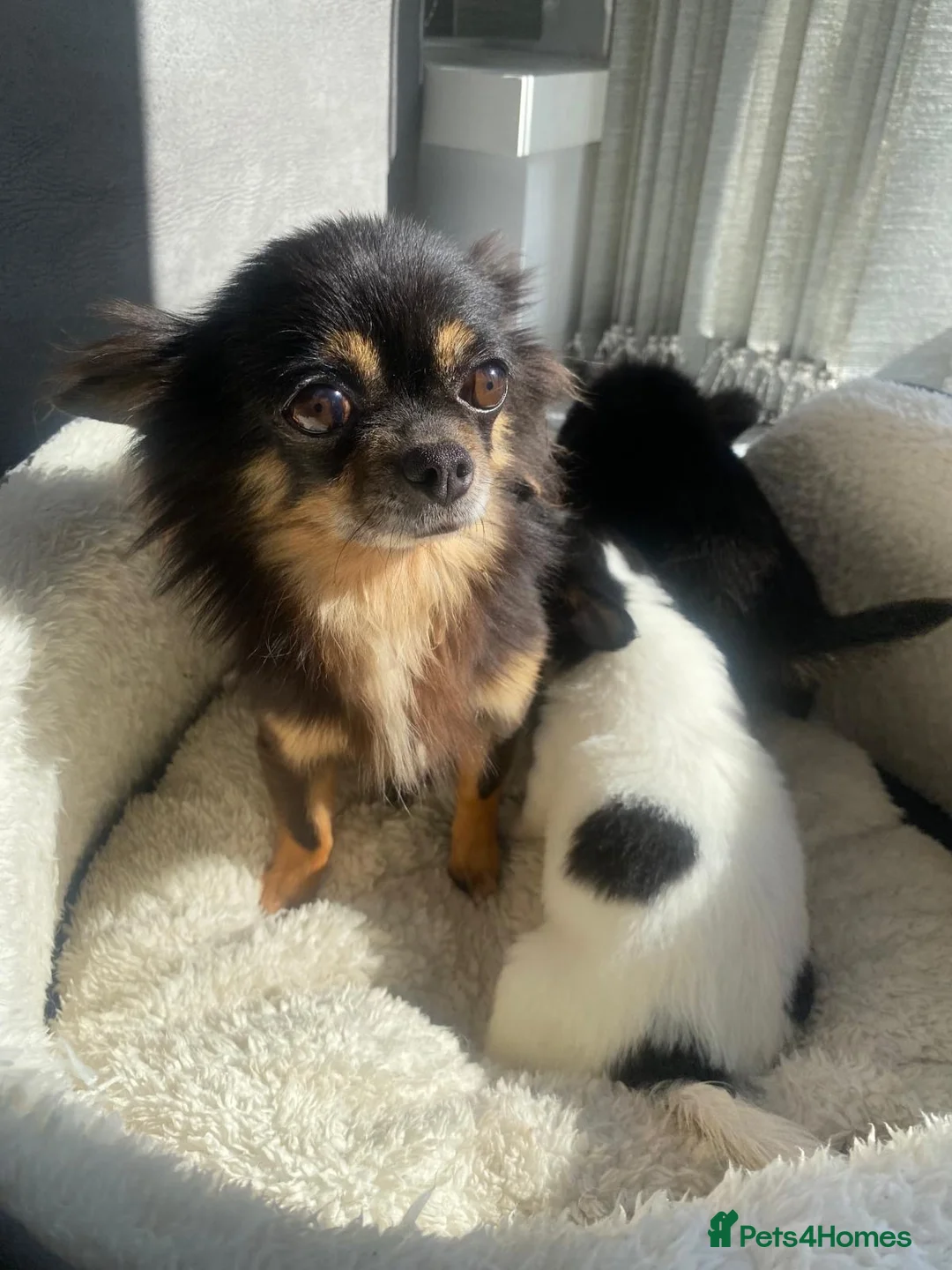 Chihuahua dogs for sale: Tiny chihuahua puppies  - Advert 1