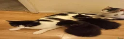 Mixed Breed cats for sale: Beautiful kittens for sale  - Advert 6