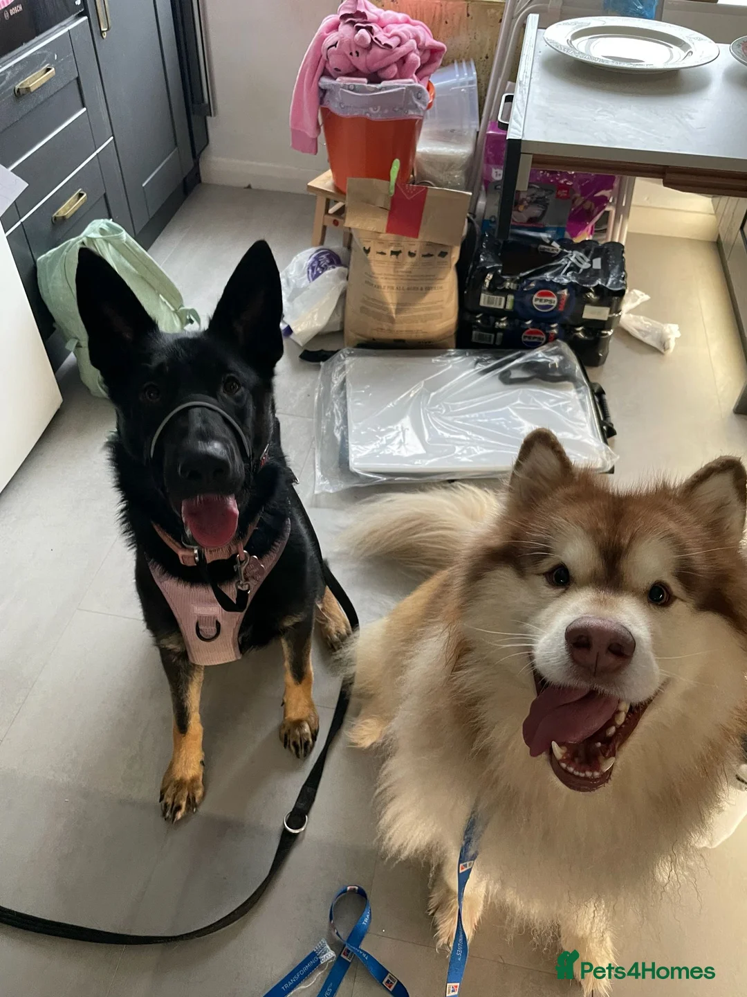 German Shepherd dogs for sale: Female German Shepard - Advert 5