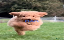 Cavapoo dogs for sale: F1b Teddy bear cavapoos Red & Apricot ❤️🧡 - Advert 10