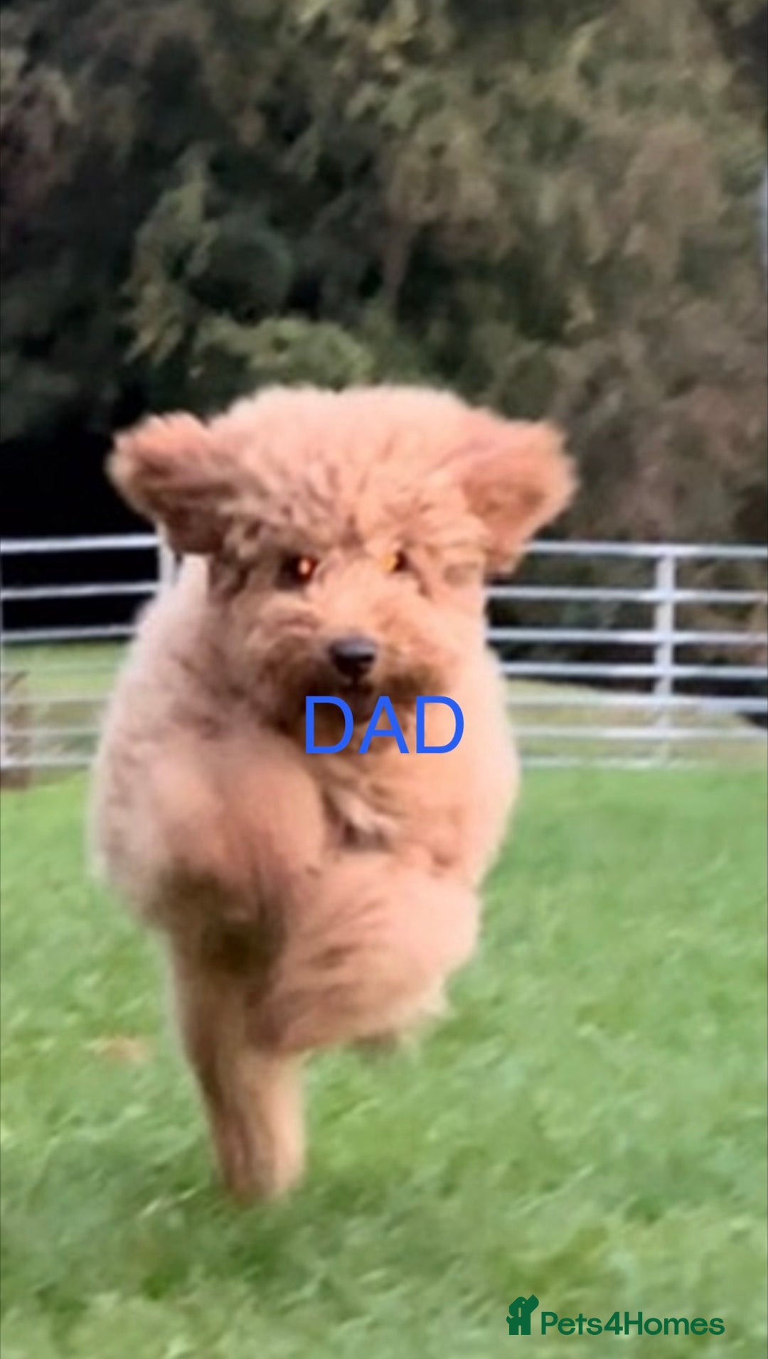 Cavapoo dogs for sale: F1b Teddy bear cavapoos Red & Apricot ❤️🧡 - Advert 10