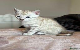 Bengal cats for sale: 💙Stunning Silver Mink Bengal TICA registered  - Image 20