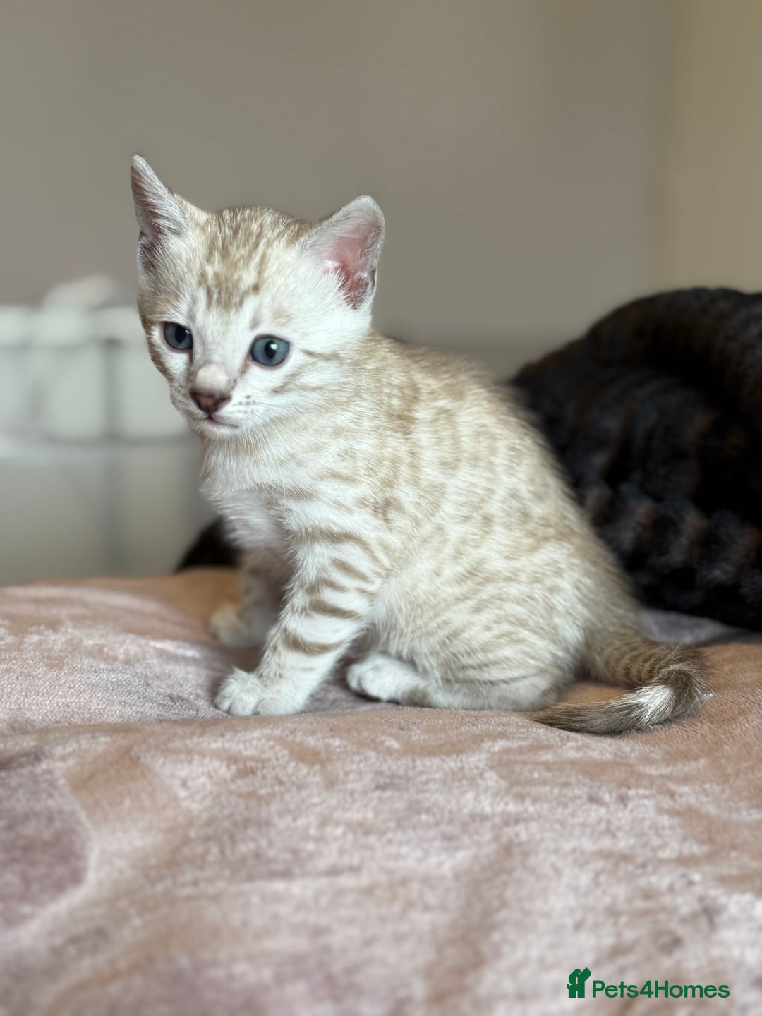 Bengal cats for sale: 💙Stunning Silver Mink Bengal TICA registered  - Image 20