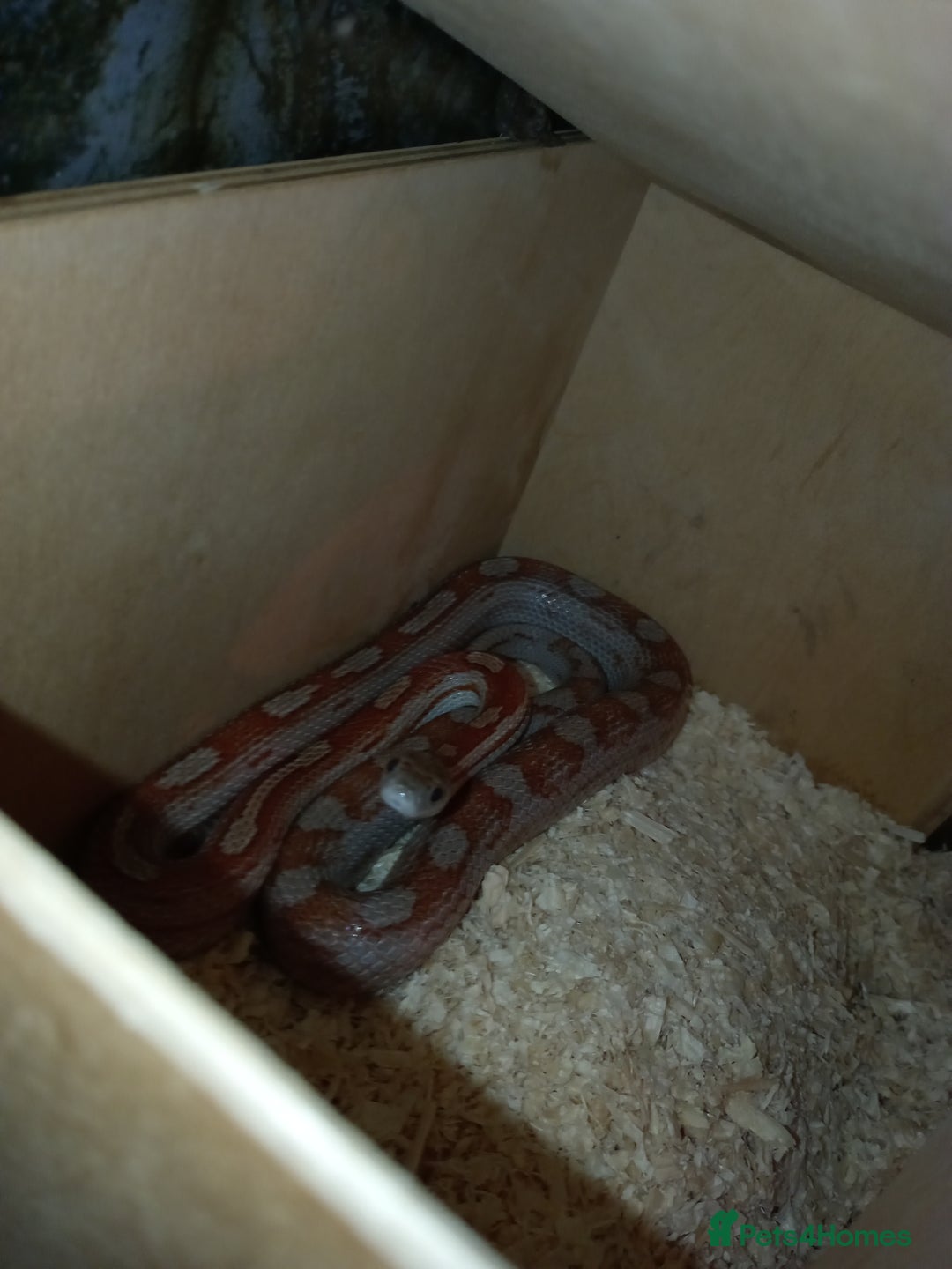 Corn Snake reptiles for sale: Male and female corn snakes 14 months old  - Advert 2