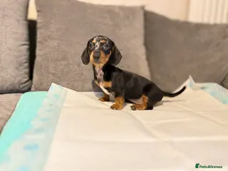 Miniature Dachshund dogs MINI DACHSHUND PUPPIES READY TO LEAVE NOW - Advert 16