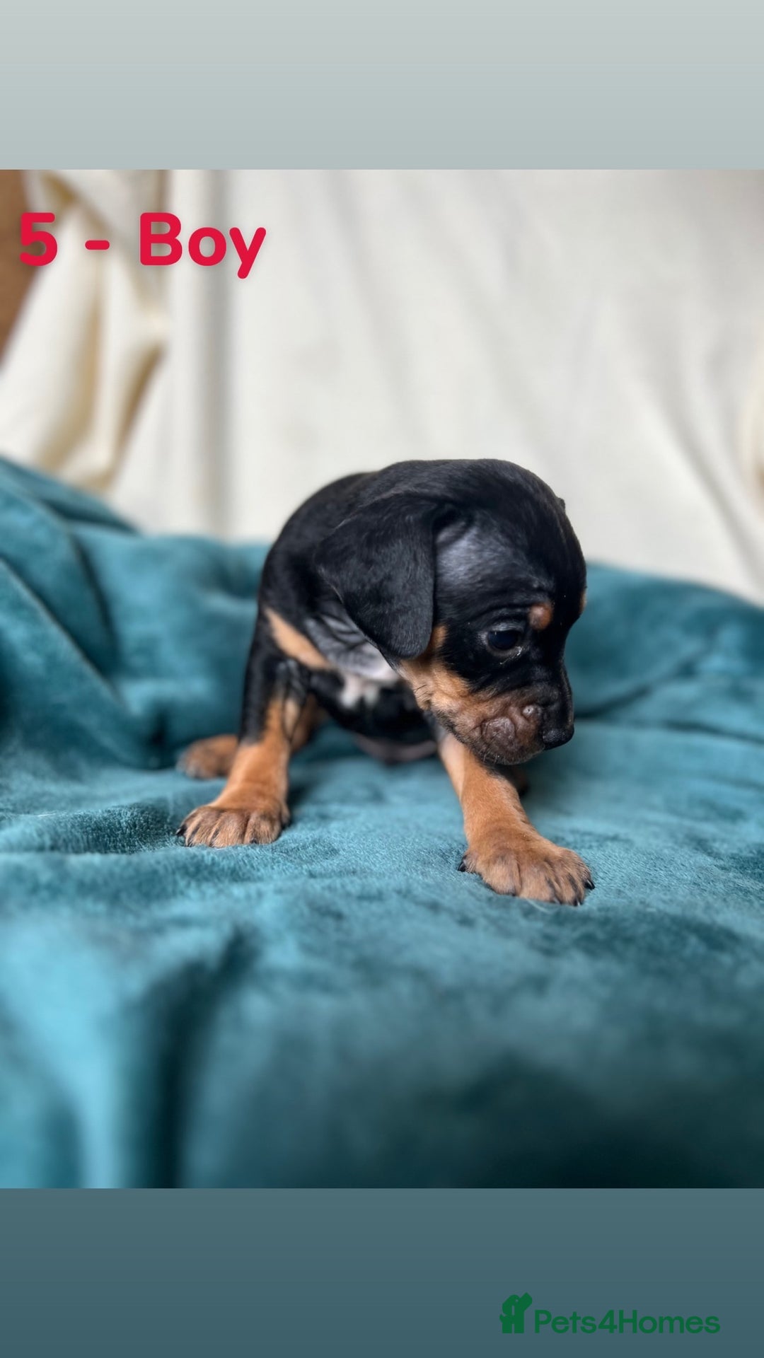 Mixed Breed dogs for sale: Old Tyme English Bulldog x Sproodle Puppies - Image 4