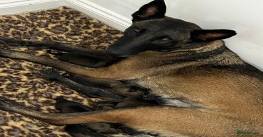 Belgian Shepherd Dog dogs - Advert 5