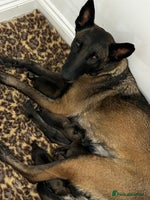 Belgian Shepherd Dog dogs - Advert 1