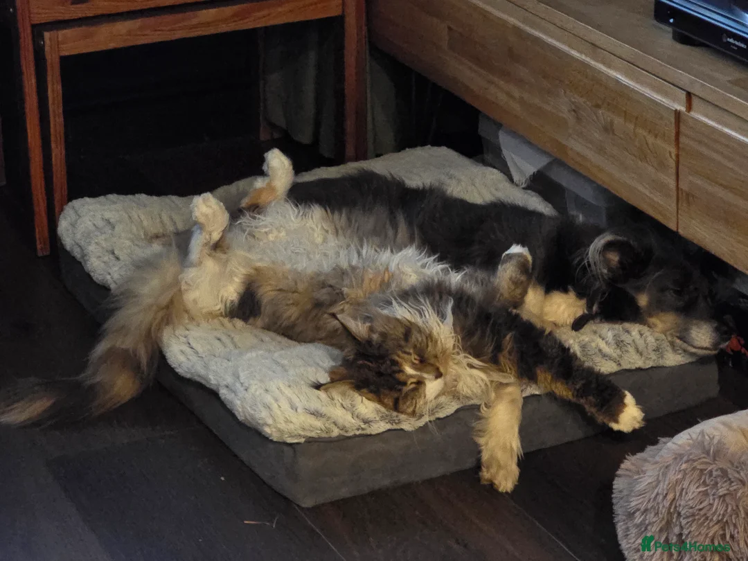 Mixed Breed cats for sale: Sisters looking for a new family home <3 - Advert 12