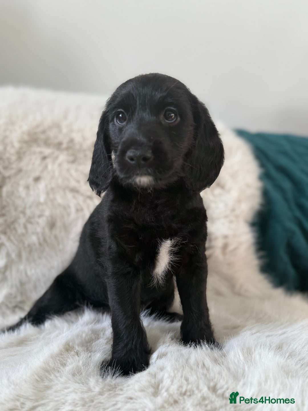 Mixed Breed dogs for sale: Girl Mixed Breed Puppy 13 Weeks Old - Advert 7