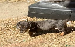 Miniature Dachshund dogs for sale: Beautiful Isabella dachshund puppies - Image 19