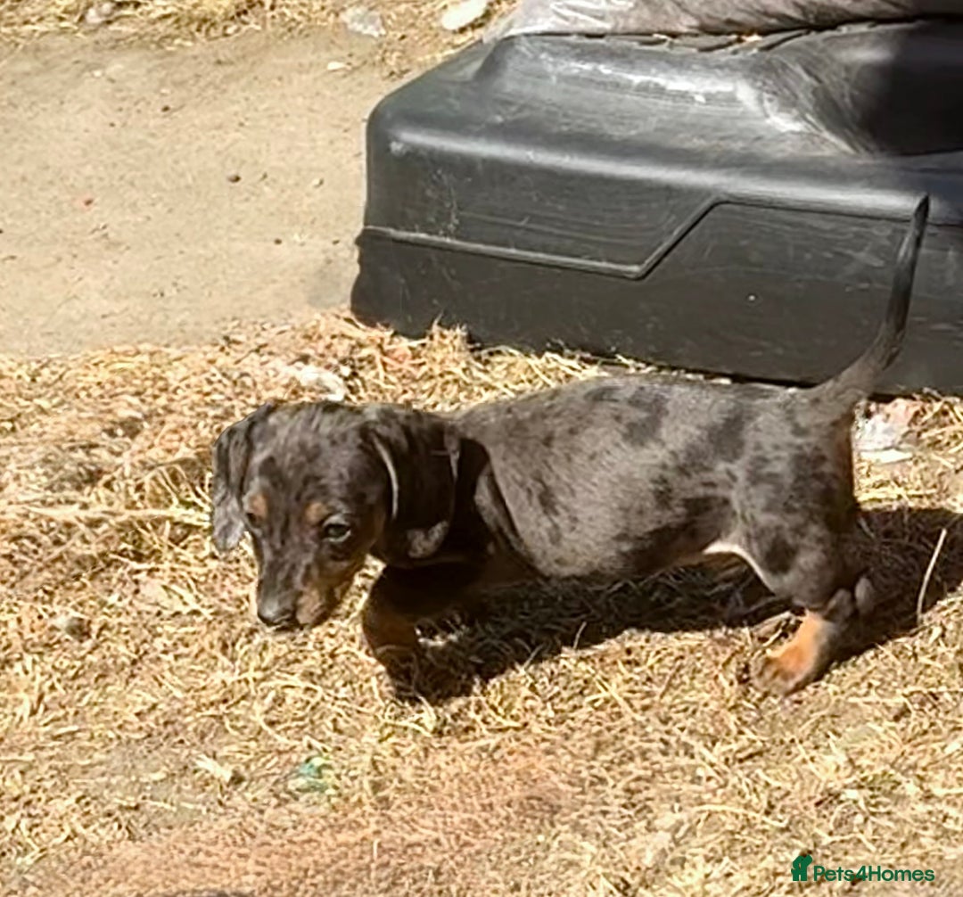 Miniature Dachshund dogs for sale: Beautiful Isabella dachshund puppies - Image 19