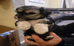 Bichon Frise dogs for sale: 4 beautiful puppies ready for loving homes - Advert 4