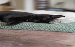 British Shorthair cats for sale: British Shorthair kittens  - Image 17