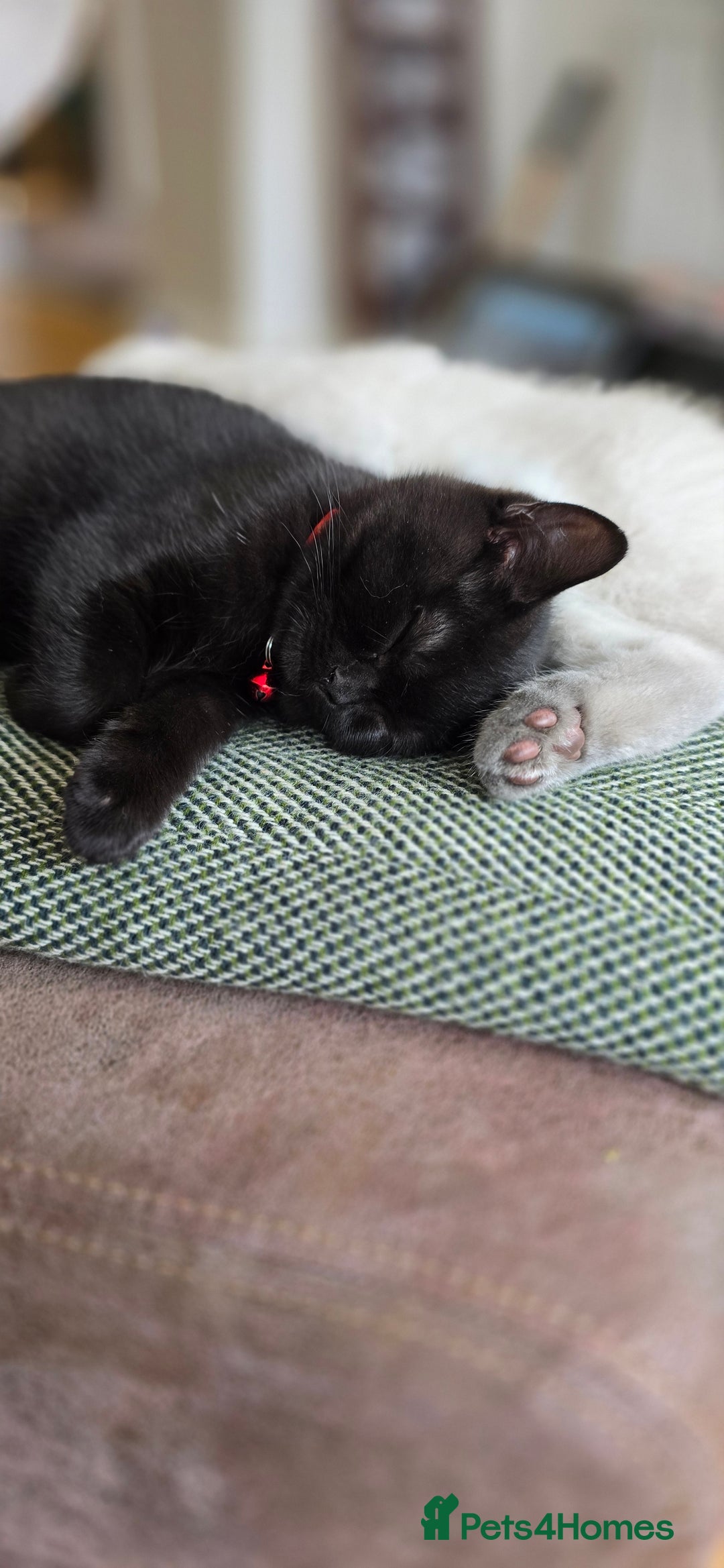 British Shorthair cats for sale: British Shorthair kittens  - Image 17